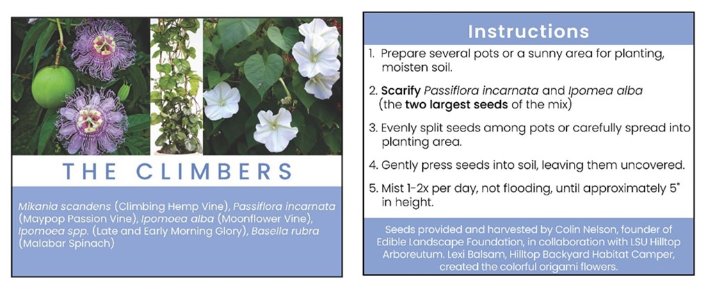 The Climbers includes Mikania scandens (Climbing Hemp Vine), Passiflora incarnate (Maypop Passion Vine), Ipomoea alba (Moonflower Vine), Ipomoea spp. (Late and Early Morning Glory), and Basella rubra (Malabar Spinach). 