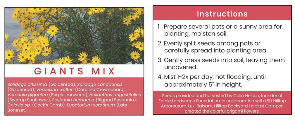 Giants Mix includes includes Solidago altissima (Late Goldenrod), Solidage canadensis (Canada Goldenrod), Verbesina walteri (Carolina Crownbeard), Vernonia gigantea (Purple Ironweed), Helianthus angustifolius (Swamp Sunflower), Sesbania herbacea (Bigpod Sesbania), Celosia sp. (Cock’s Comb), and Eupatorium serotinum (Late Boneset). 