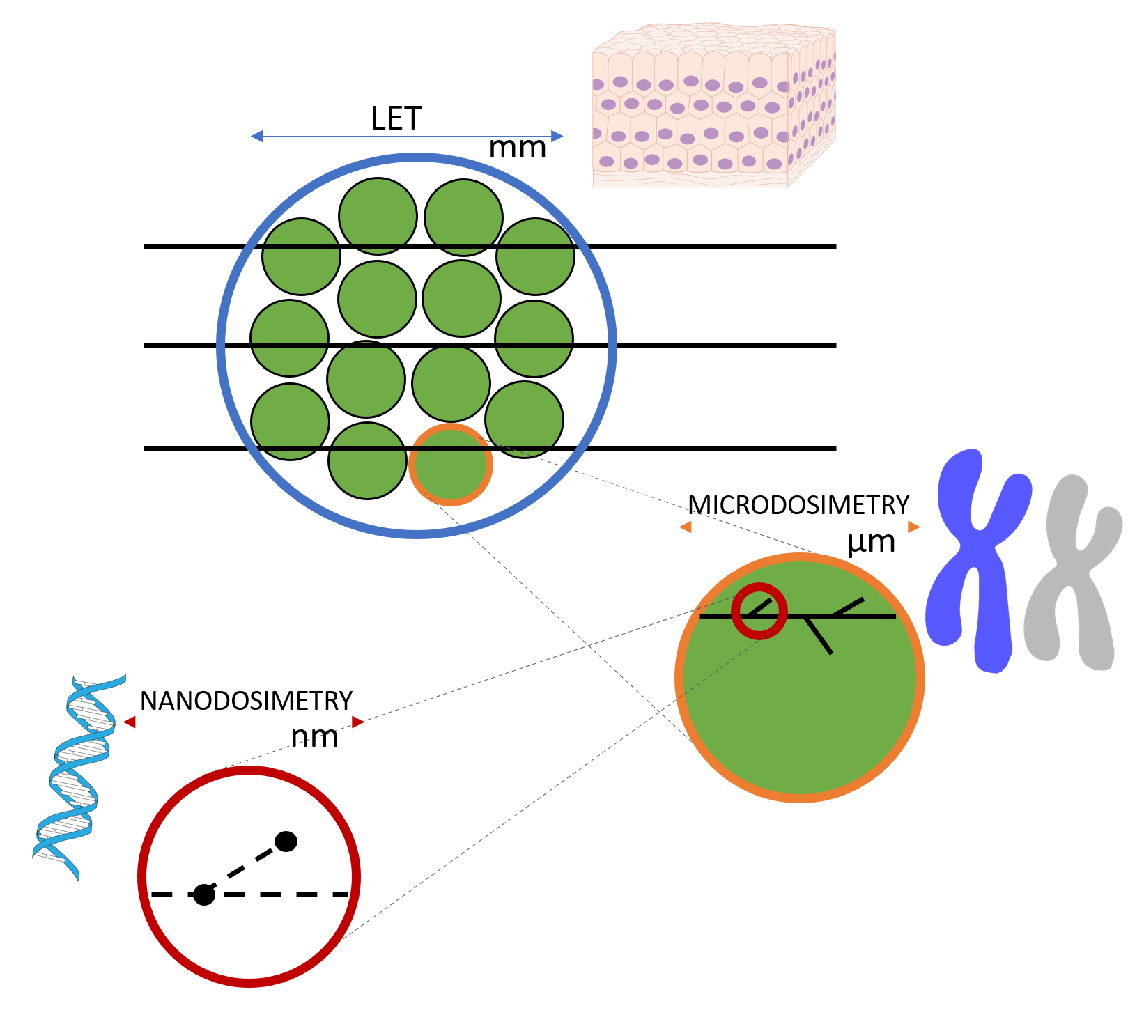 Graphic of Dr. Missiaggia's research