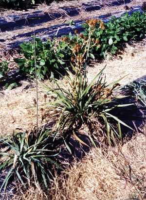 rattlesnake plant