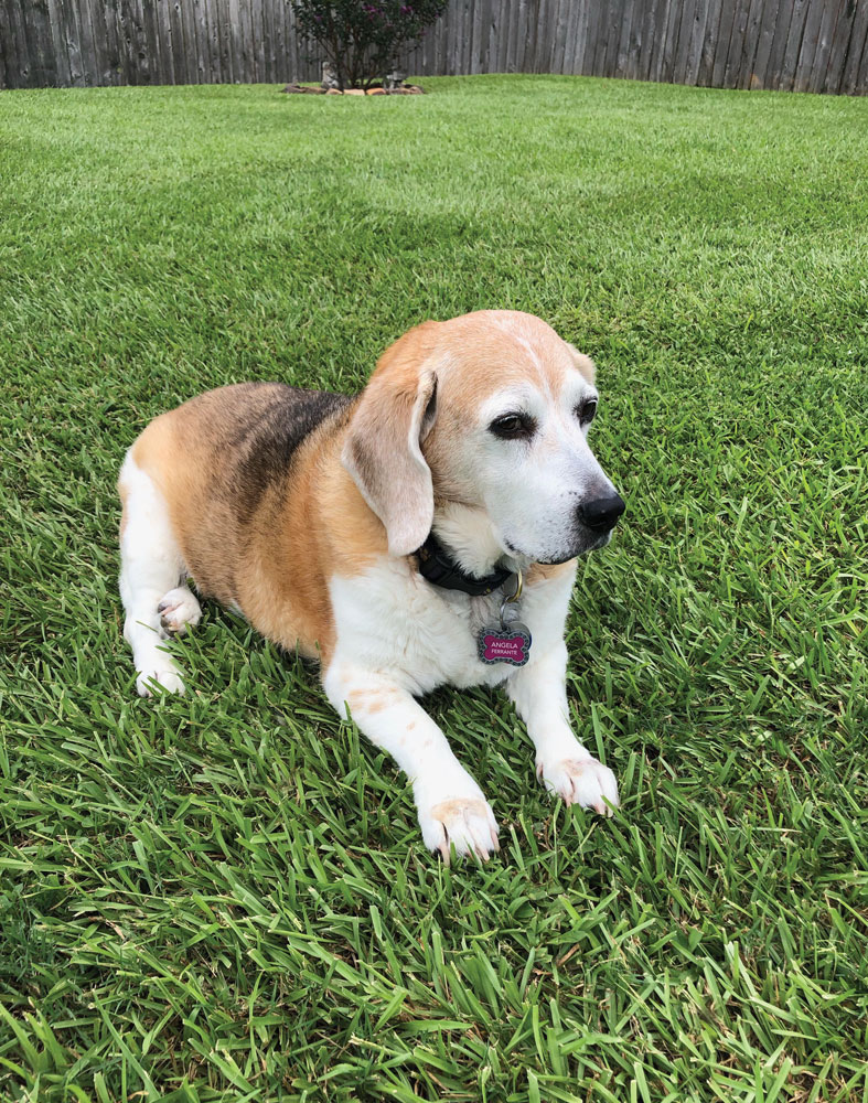 dog sitting on the grass